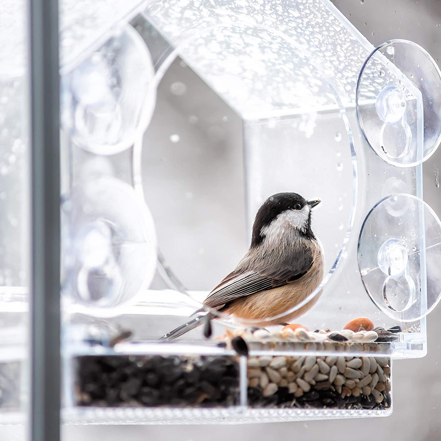 VogelVriend™ | Jouw ticket naar een betoverende wereld vol vreugdevolle vogels